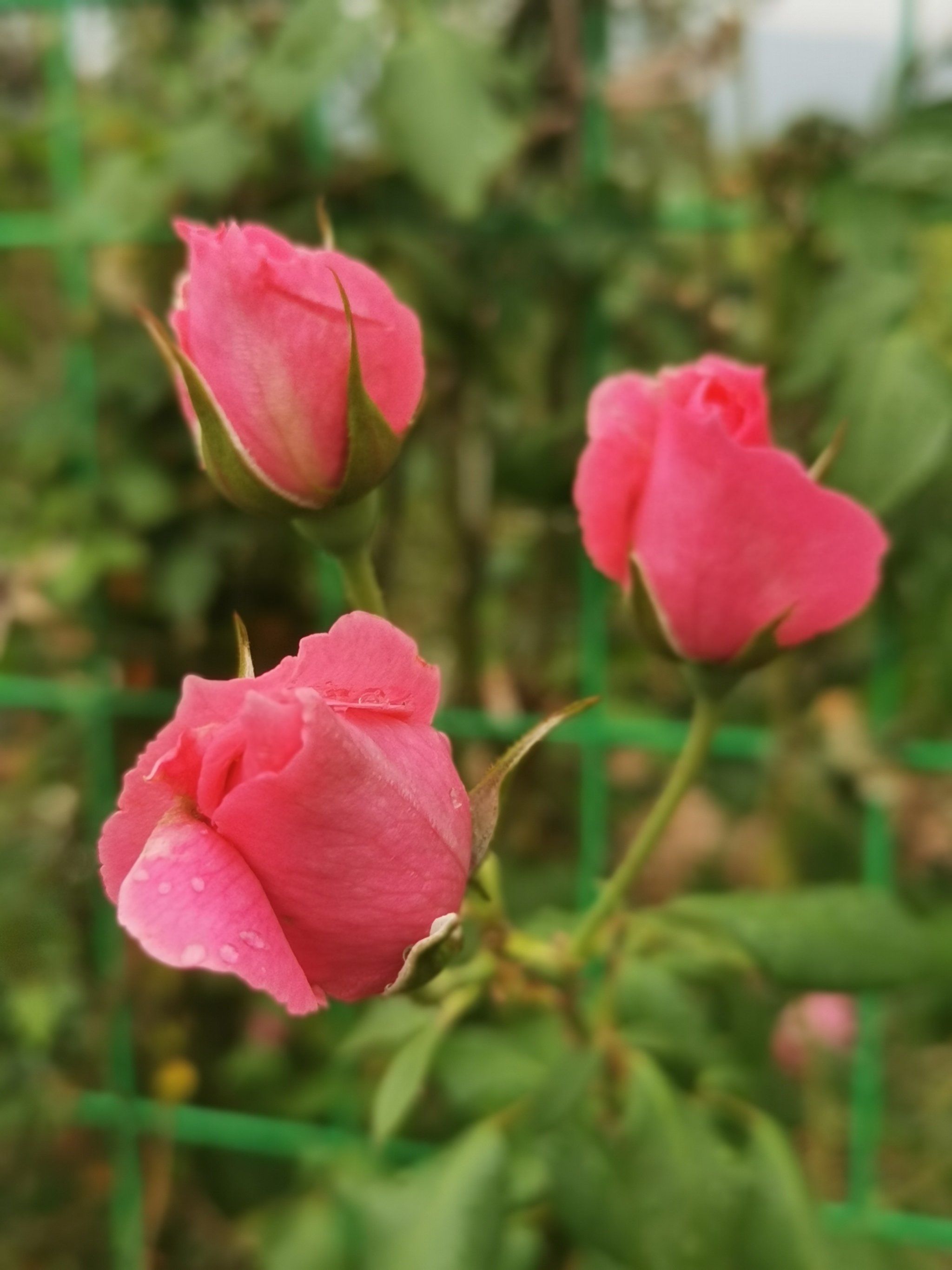 昆明海东湿地旁有个镇海阁!