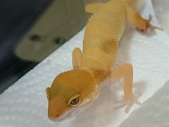 -酷以爬仙阁实体爬宠店·守宫·蜥蜴·专业繁育