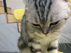 -猫房·猫吧·猫咖(龙湖时代汇店)