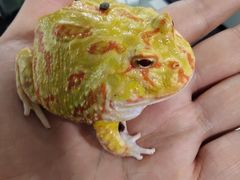 -上海大自然野生昆虫馆(东方明珠·爬宠昆虫探索中心)