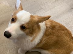 -浣熊柯尔鸭土拨鼠·电玩咖