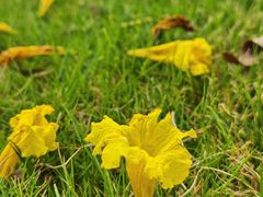 -广州国际生物岛山地公园揽胜园