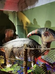 -恐龙探索乐园(磁器口店)