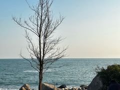 -广东惠东海龟国家级自然保护区