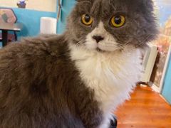 -猫小院猫主题咖啡厅(北锣店)