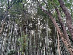 -上海佘山国家森林公园天马山园