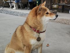 -柴犬高等学院·狗咖·柴犬售卖·宠物训练