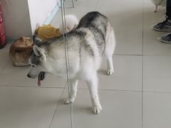 -怪兽屋·羊驼·猫咖·狗咖(俊华广场店)