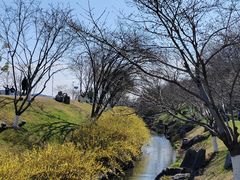 -羊山湖公园