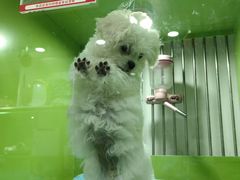 -唐小姐の猫狗洗护·购宠旗舰店(周浦万达店)