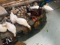 -正佳雨林生态植物园