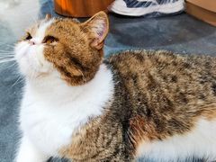 -瞄一喵猫咖(格力海岸店)
