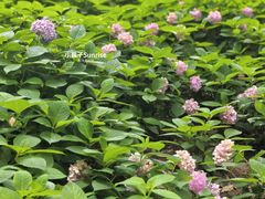 -金银湖国家城市湿地公园