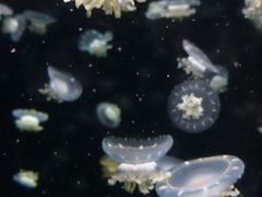 -太平洋海底世界