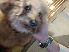-萌喵咖啡屋(人民东路4号口M16商铺店)