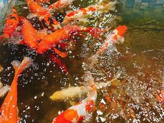 -老康火锅(黄河路总店)