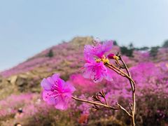 -青岛大珠山景区