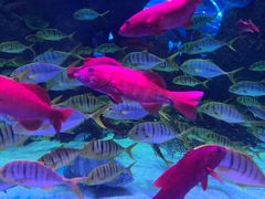 -芜湖新华联大白鲸海洋公园