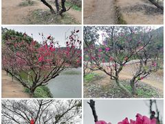 -南国桃园旅游度假区