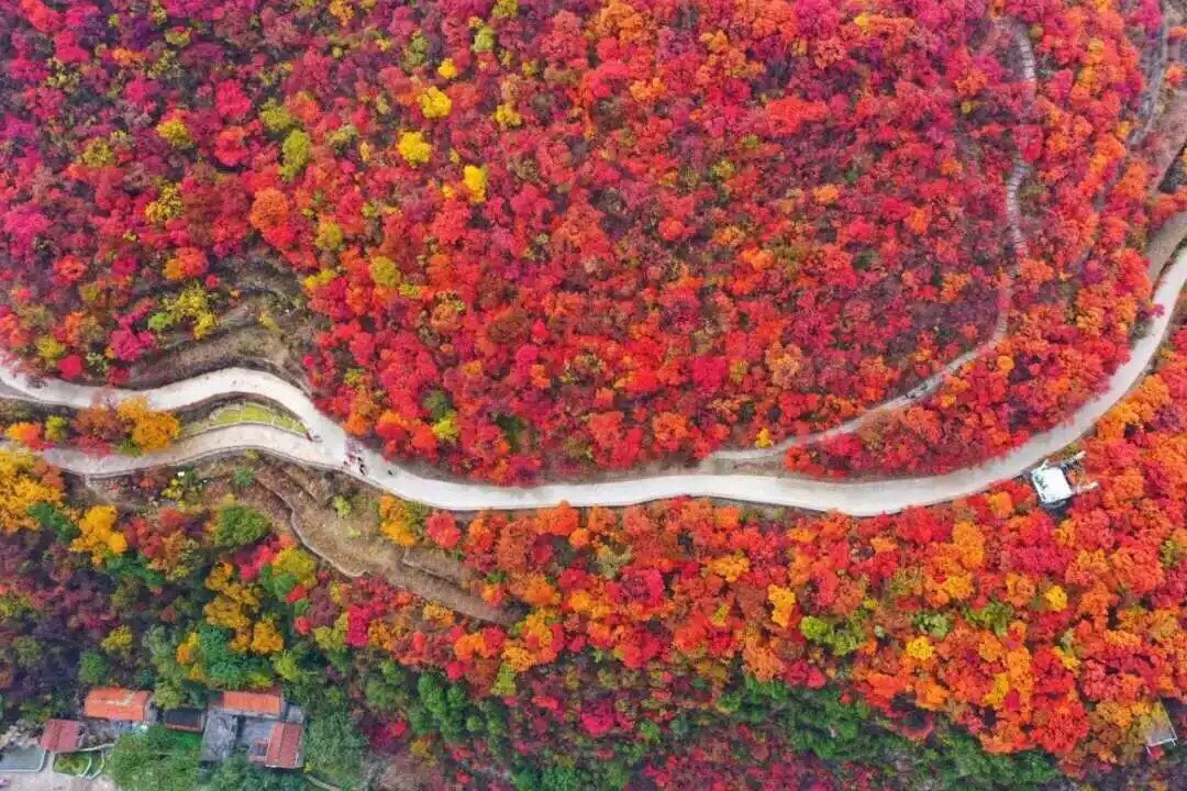 红叶柿果,秋天盛宴