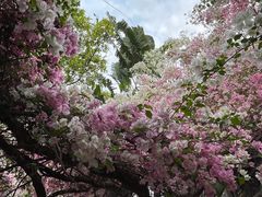 -深圳国际园林花卉博览园