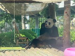 -大连森林动物园