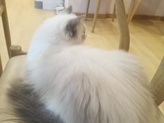 -猫咪派对(江南西店)