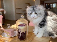 -猫腻·猫咖·撸猫馆(星光大道店)