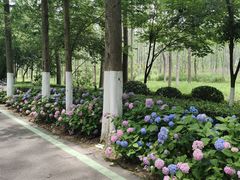 -合肥滨湖国家森林公园