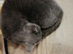 -喵的天空名猫咖啡馆·撸猫·猫舍·用品