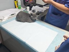 -半岛宠物医院24小时(科华中路店)
