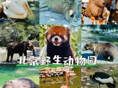 -北京野生动物园