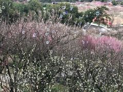 -香雪海