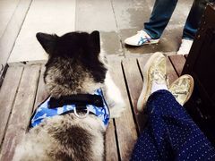 -百好乐宠物友好餐厅(朝外大街店)