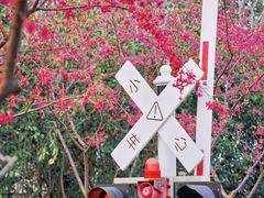 -合肥滨湖国家森林公园