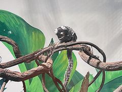 -上海大自然野生昆虫馆(东方明珠·爬宠昆虫探索中心)