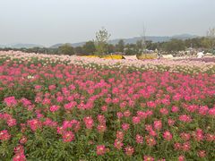 -径山花海