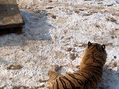 -大连森林动物园