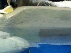 -大连圣亚海洋世界