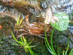 -羚羊峡古栈道森林公园