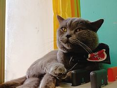 -猫在这儿猫咪咖啡馆·撸猫馆