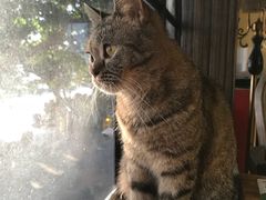 -more than meow吴止猫主题餐厅(承德 中船汇店)