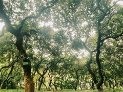 -黄埔荔枝公园