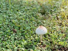 -东园小馆·早茶·淮扬小炒(宋夹城店)