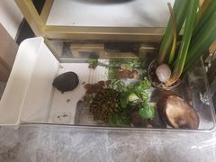 -中环花鸟鱼虫市场