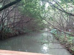 -大湾区中央湿地公园