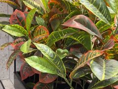 -勇利赵家烤肉坊(含光路店)