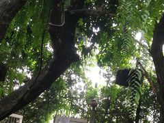 -Fern Forest Cafe