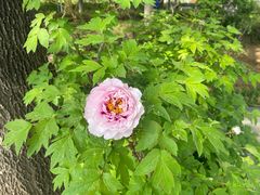 -洛阳市隋唐城遗址植物园