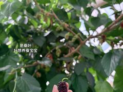 -上海都市菜园